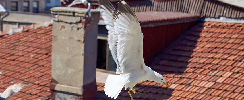 Residential Chimney Animal Removal Solution in Westbrook, ME